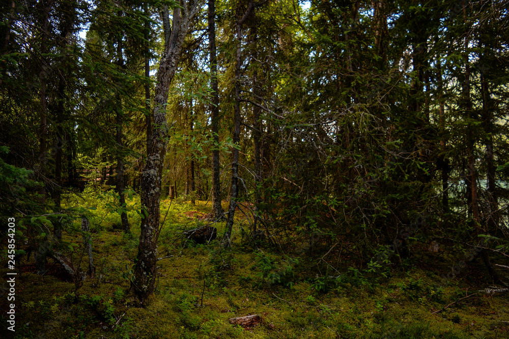 Fototapeta premium Forest in southern Alaska