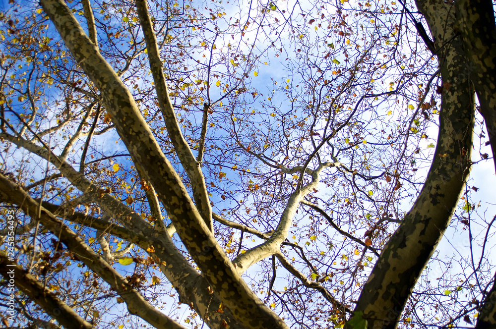 Golden autumn leaves still clinging to the tangled silhouette of tree branches set against blue and white bright sky. Golden autumn leaves still clinging to the tangled silhouette of tree branches set against blue and white bright sky.