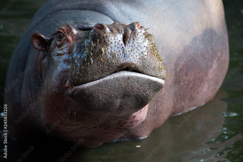 Obraz premium Hippopotamus