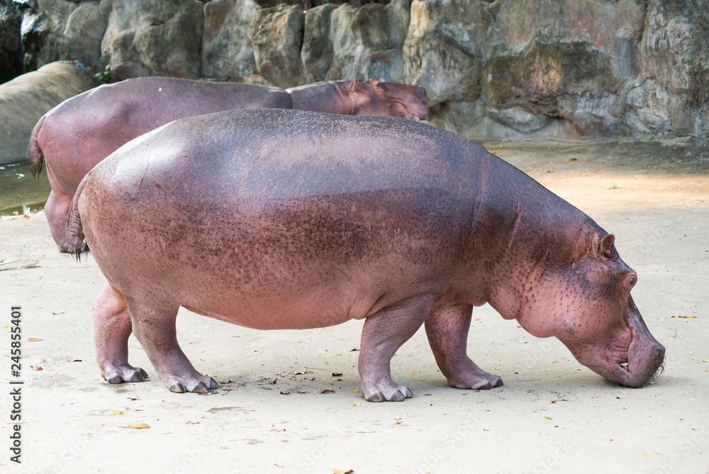 Hippopotamus Hippopotamus