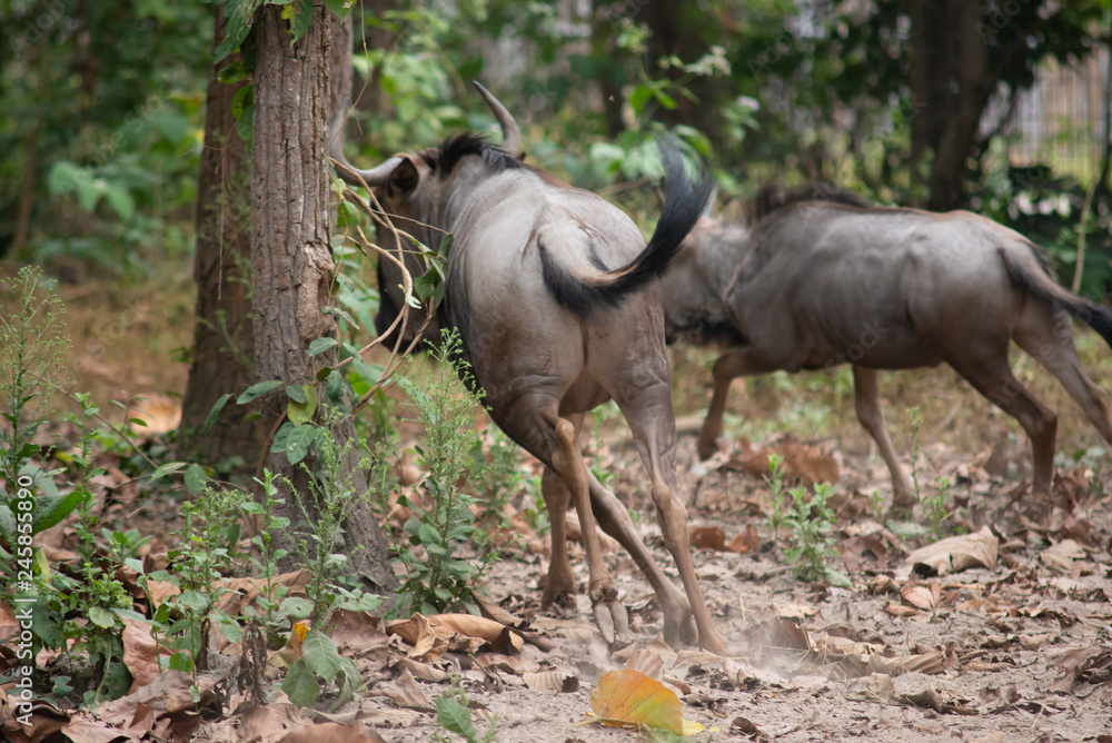 Fototapeta premium wilderbeast