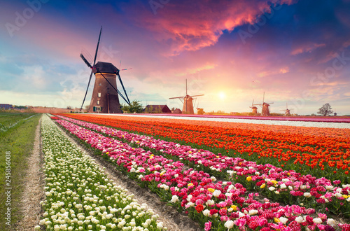 Dramatic spring scene on the tulip farm. Colorful sunset in Netherlands, Europe.