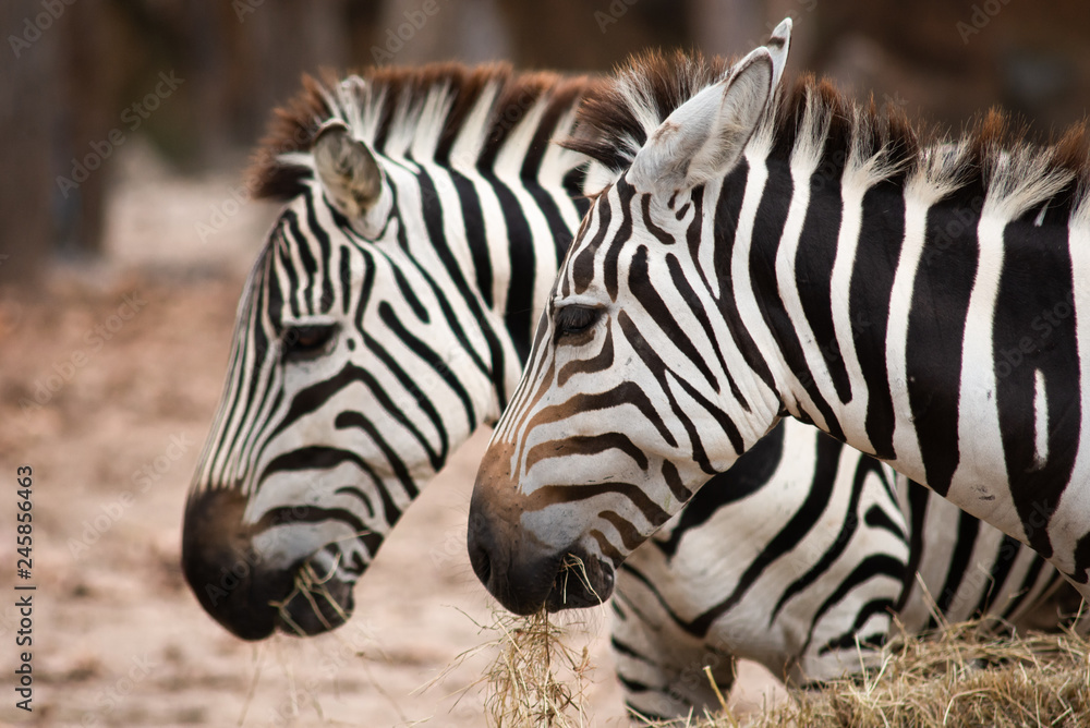 Naklejka premium Zebra