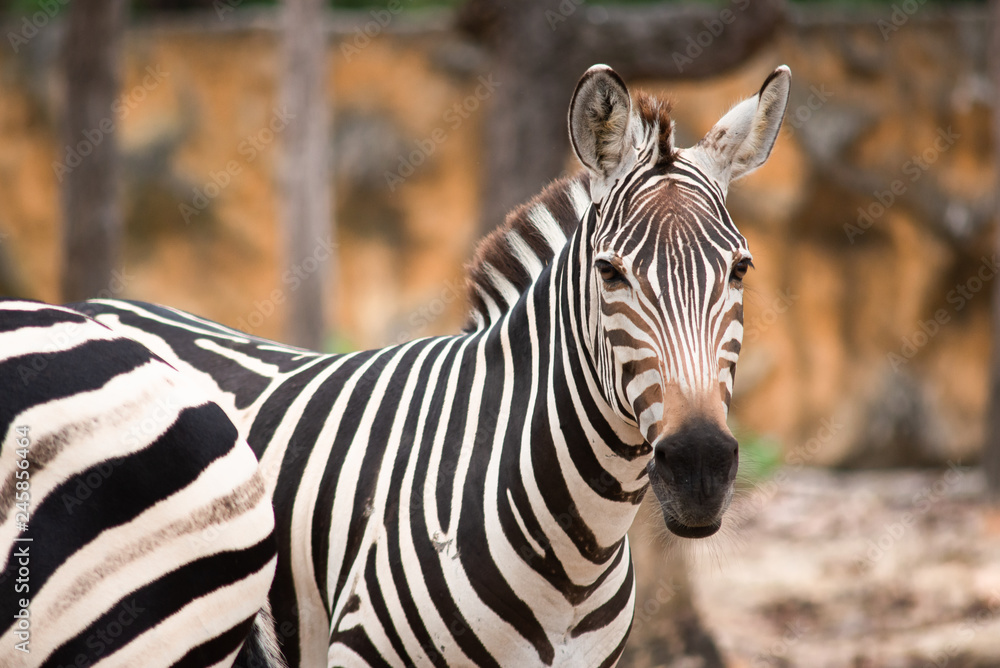 Fototapeta premium Zebra
