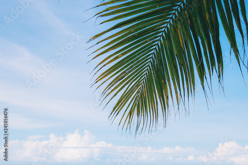 Palm leaves at sky. © RK1919