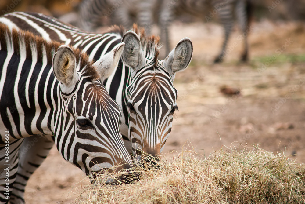 Fototapeta premium Zebra