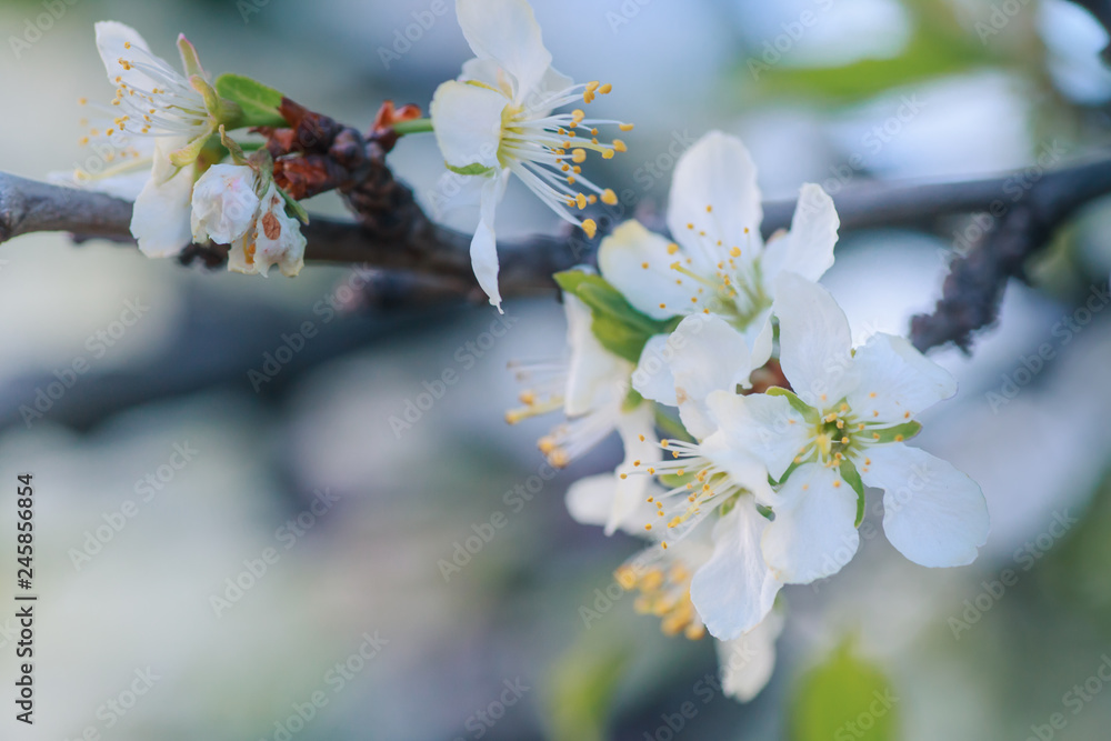 Flowers of Cherry plum or Myrobalan Prunus cerasifera blooming in the spring on the branches.
