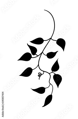 elegant ivy or vine leaves design element, outline silhouette of plant leaves vector in black isolated on a white background and is editable