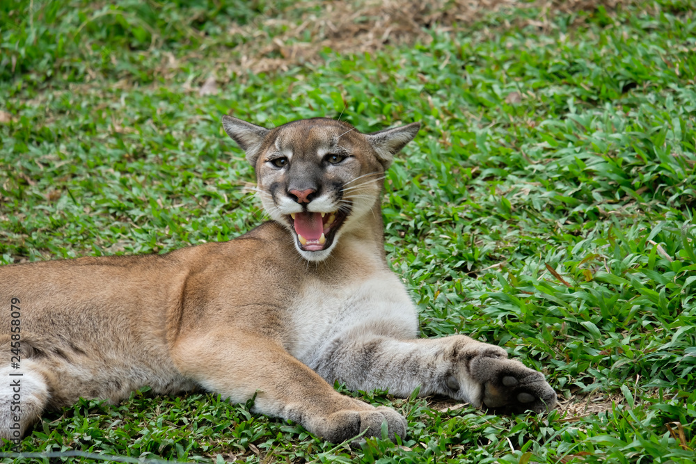 Naklejka premium Cougar or Puma