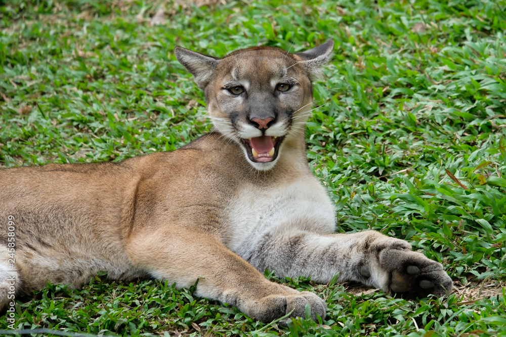 Fototapeta premium Cougar or Puma