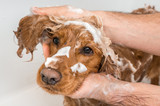 Cocker spaniel dog taking a shower with shampoo and water