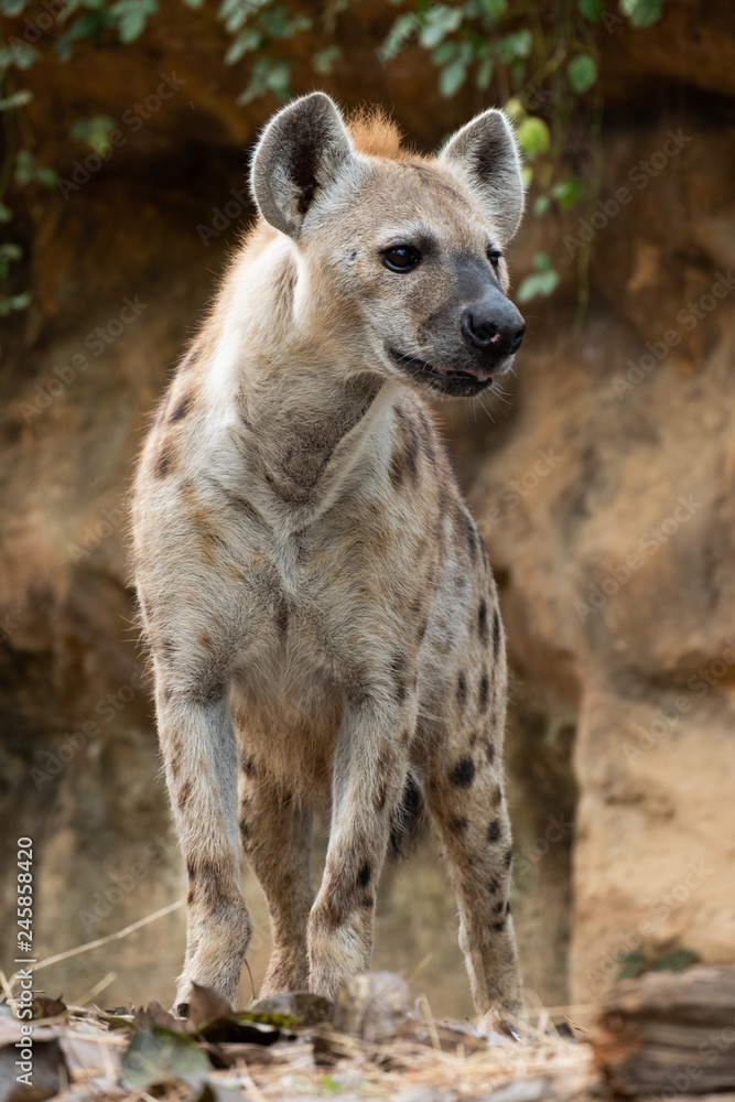 spotted hyena spotted hyena