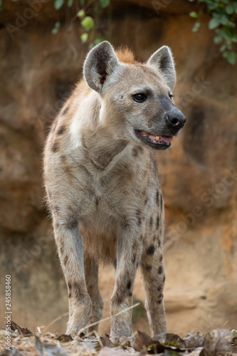 spotted hyena