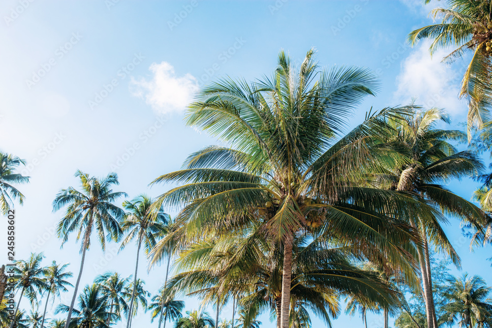 Palm tree at sky.