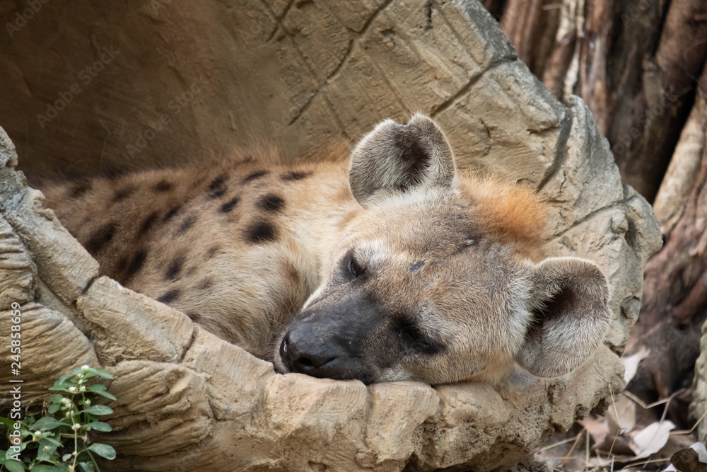 Obraz premium spotted hyena