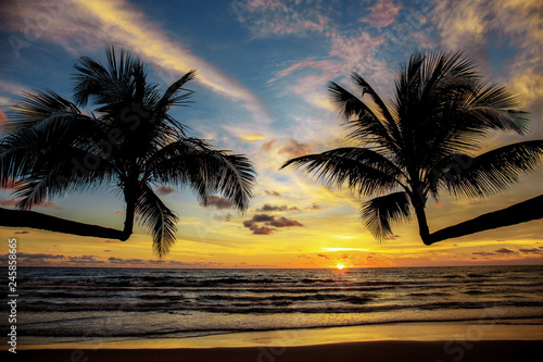 Palm tree at sunset.