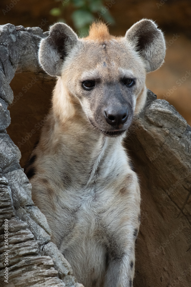 spotted hyena spotted hyena