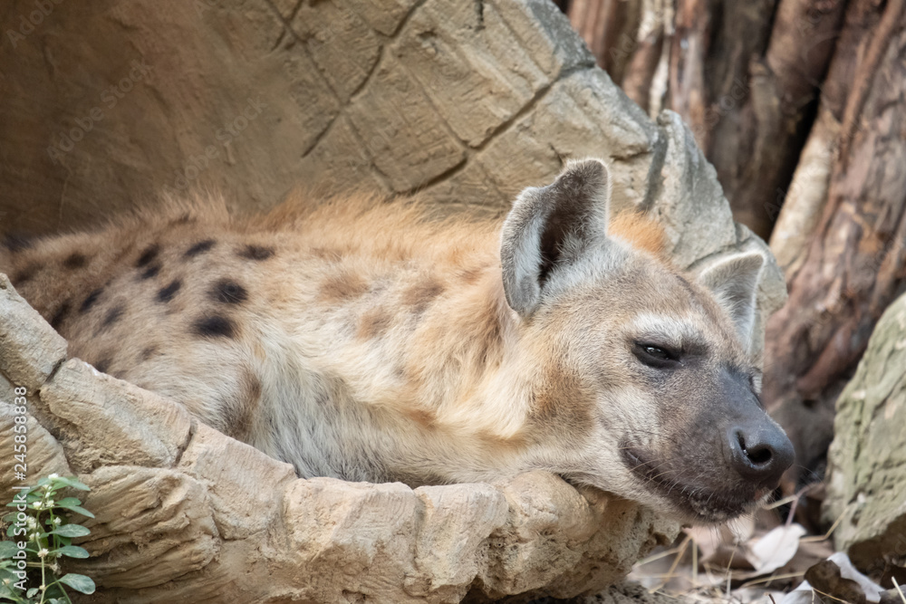 Obraz premium spotted hyena