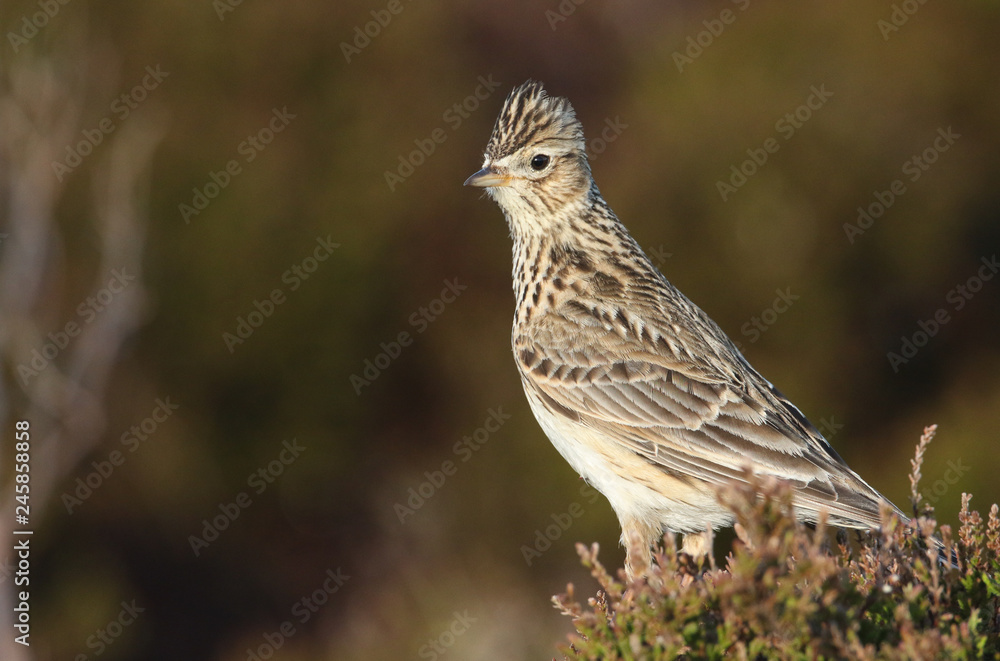 A Skylark (Alauda arvensis) perched on a heather bush . A Skylark (Alauda arvensis) perched on a heather bush .