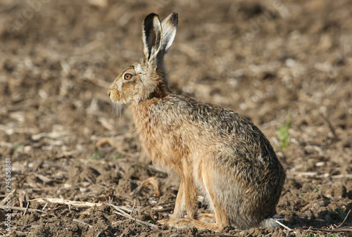 A stunning wild Brown Hare (Lepus europaeus) sitting in a field . 