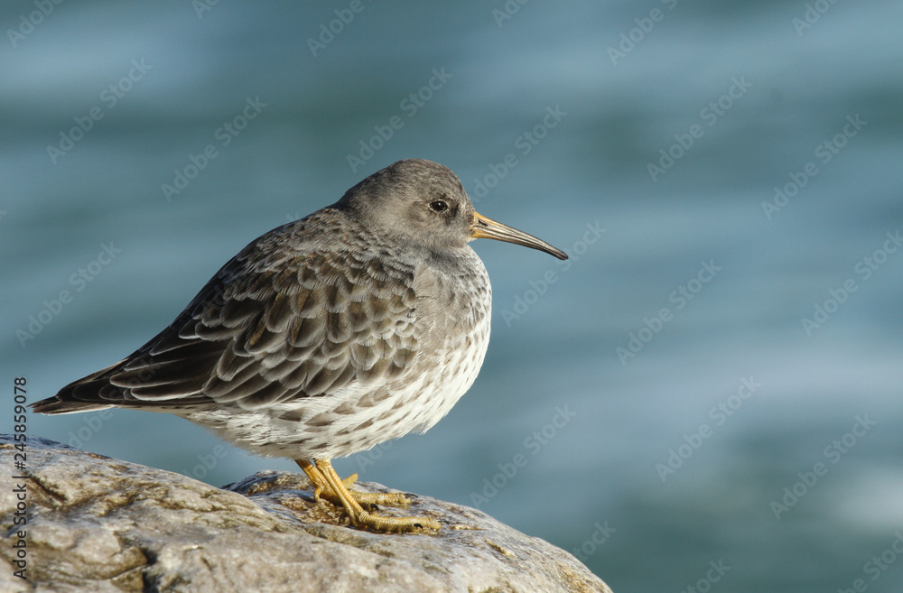 A stunning Purple Sandpiper (Calidris maritima) resting on a rock on the shoreline at high tide. A winter visiting bird to the U.K. A stunning Purple Sandpiper (Calidris maritima) resting on a rock on the shoreline at high tide. A winter visiting bird to the U.K.
