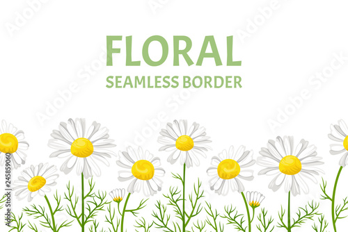 Daisy seamless pattern. Horizontal border with with white flowers of daisies isolated on white background. Vector illustration of chamomile in cartoon flat style. Floral frame.