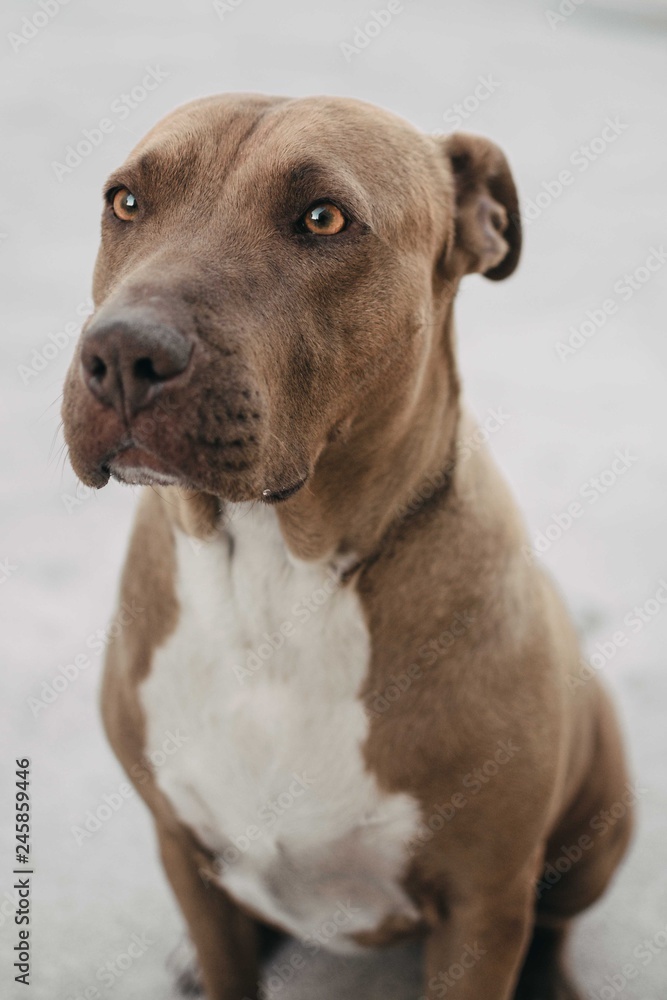 Pitbull cafe con blanco 