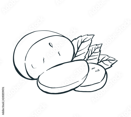 Cheese Buffalo mozzarella with basil leaves. Hand drawn engraving. Vector illustration.