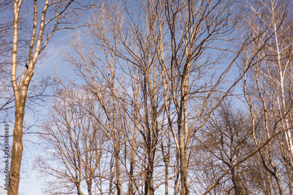 trees without leaves against a blue sky with clouds trees without leaves against a blue sky with clouds
