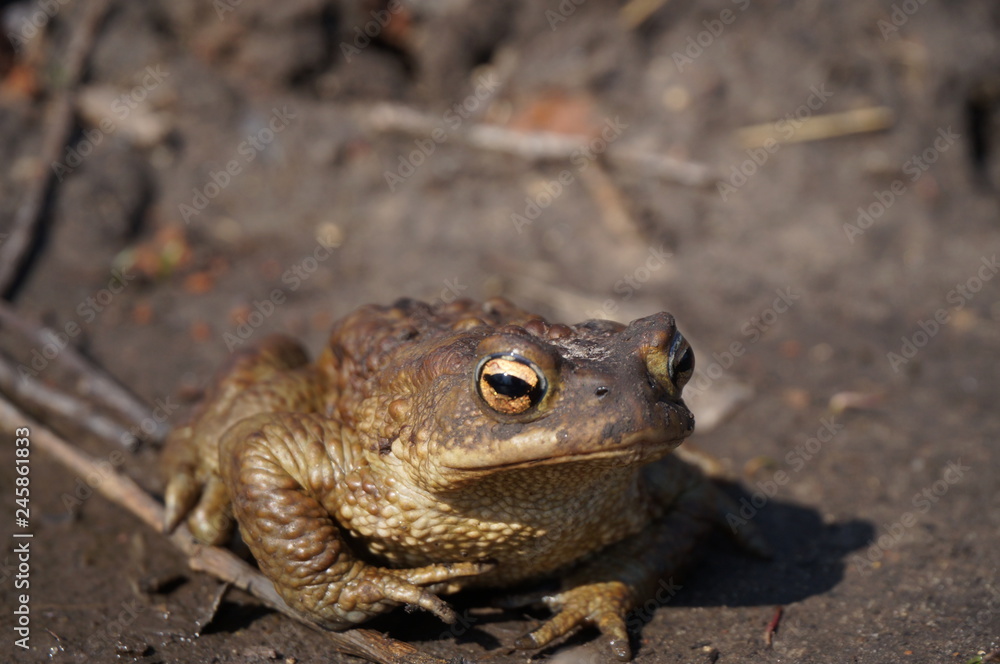 Obraz premium Common toad siting on the ground, European toad in the natural environment. Bufo bufo. Wildlife in Czech.