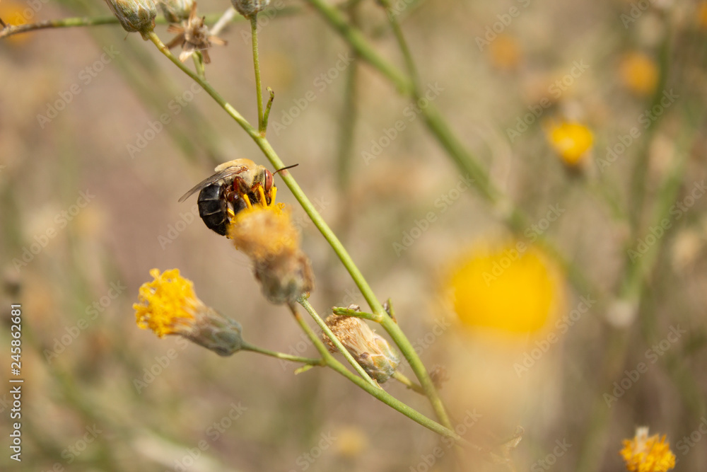 Bumble Bee Side Flank on Bebbia Juncea Sweet Buch