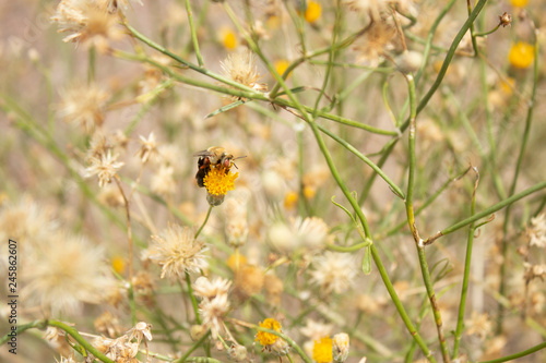 Bumble Bee on Bebbia Juncea and Dandelion Meadow © Yolanda Rivas