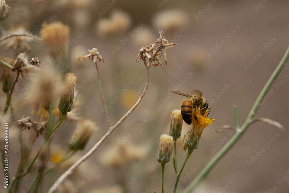 Honey Bee Side Flank and Dandelion Gray Twig Honey Bee Side Flank and Dandelion Gray Twig