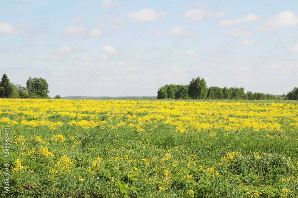 Field of rapeseed in Kostroma region, Russia Field of rapeseed in Kostroma region, Russia