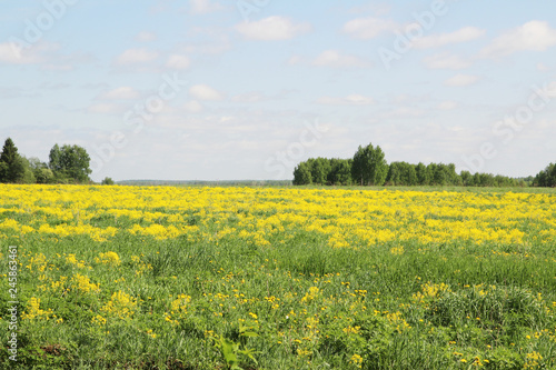 Field of rapeseed in Kostroma region, Russia © nastyakamysheva