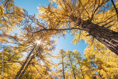 Golden pine forest with sunlight in national park