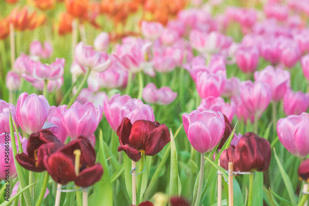 Group of colorful tulip in the flower garden. Group of colorful tulip in the flower garden.