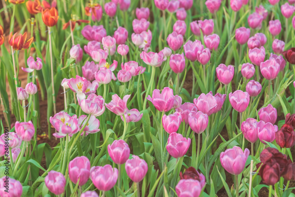 Group of colorful tulip in the flower garden. Group of colorful tulip in the flower garden.