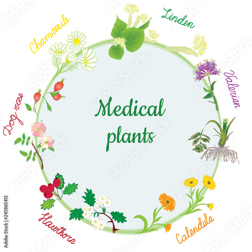 Vector round banner with medical plants of chamomile,calendula,dog rose,valerian,linden,hawthorn