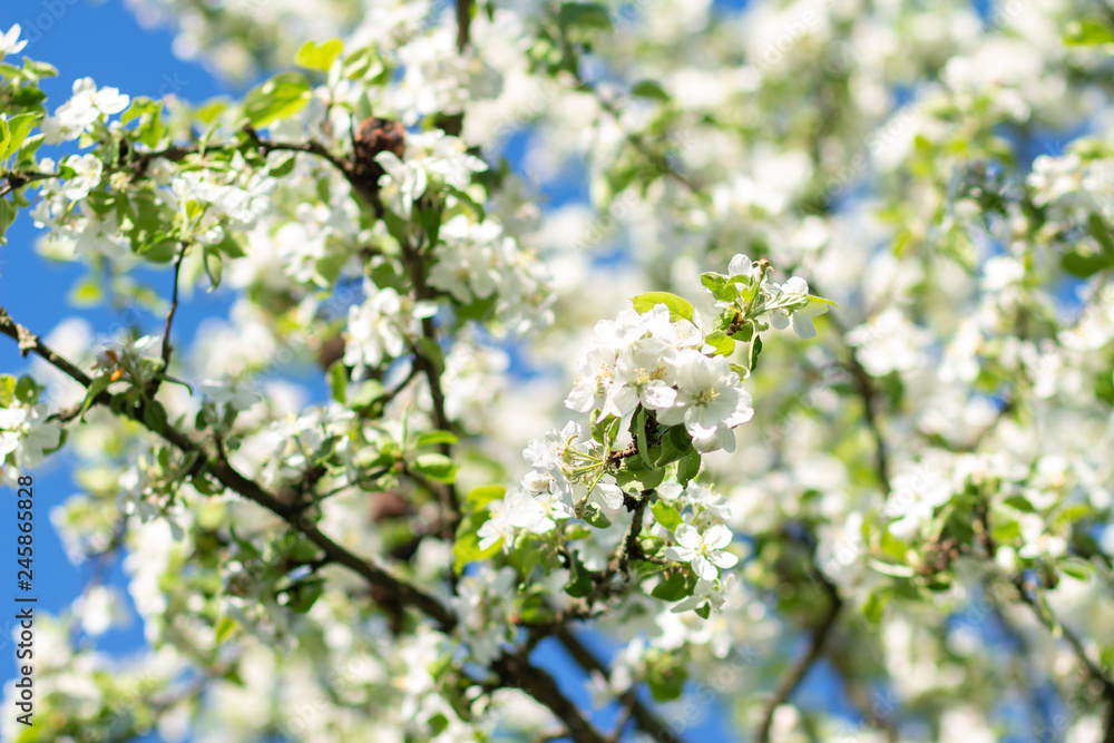 White blossoming flowers on apple trees in springtime. White blossoming flowers on apple trees in springtime.