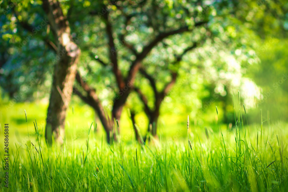 Spring background. Springtime. Grass on Blurred background blossoming trees