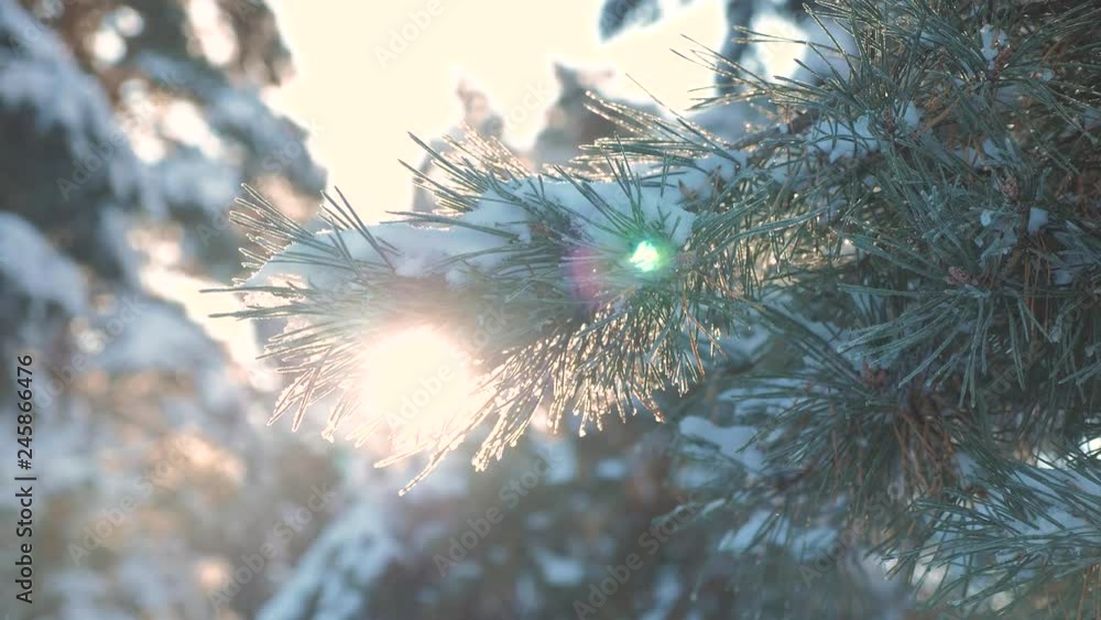 pine tree branch sunlight glare winter landscape during sunset. winter pine the sun forest in the snow sunlight movement. frozen frost Christmas New Year tree. concept new year winter. slow motion
