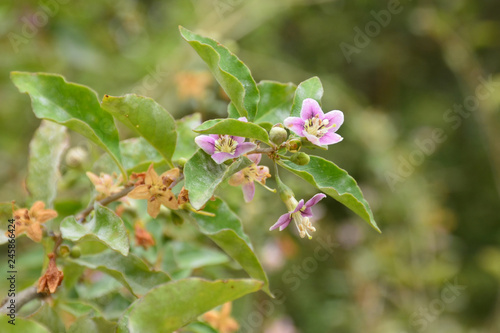 Light pink small flowers on a branch of a bush on a blurred green background in spring.