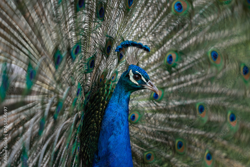 Fototapeta premium peacock with feathers out