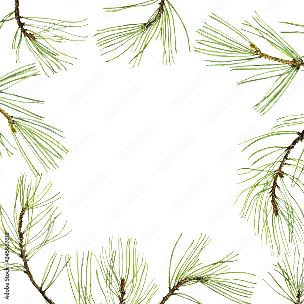 Fototapeta premium pine branches with green needles