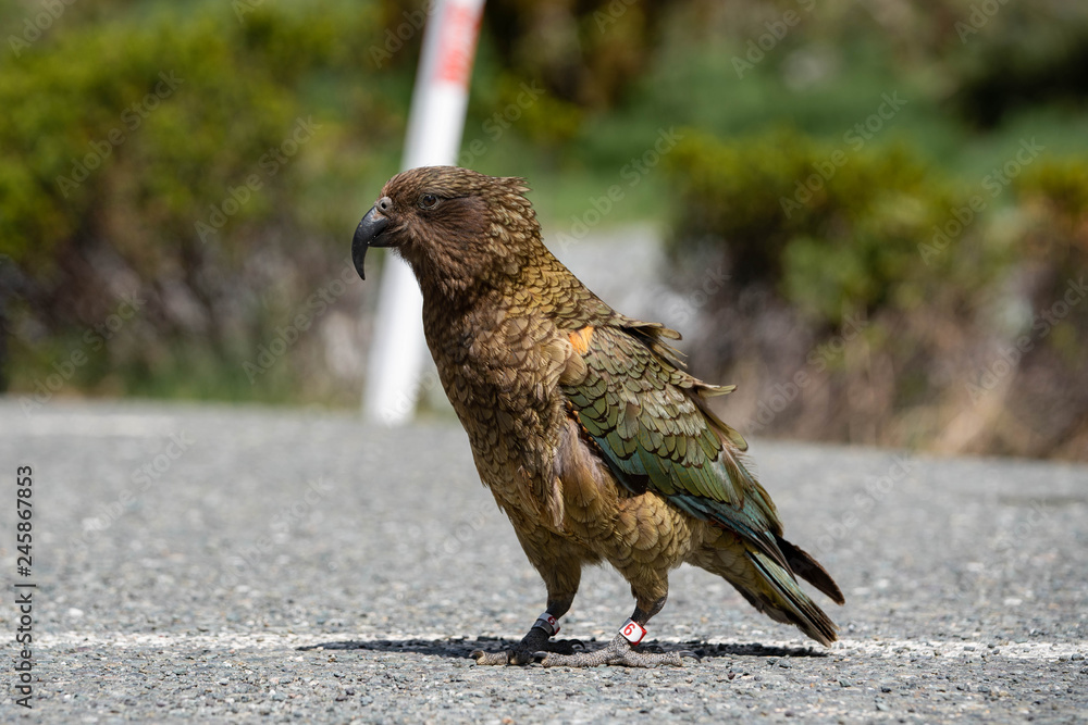 Obraz premium kea parrot