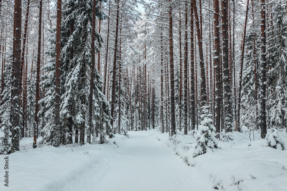 Fototapeta premium Pine forest in winter, frozen trees covered in snow, Winter in Europe
