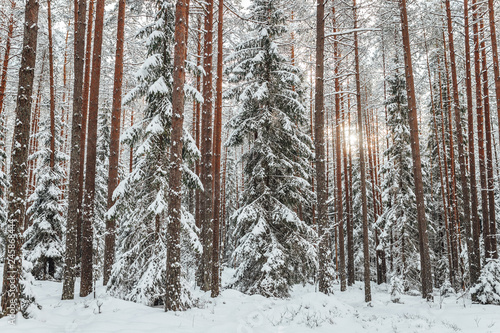 Pine forest in winter  frozen trees covered in snow  Winter in Europe
