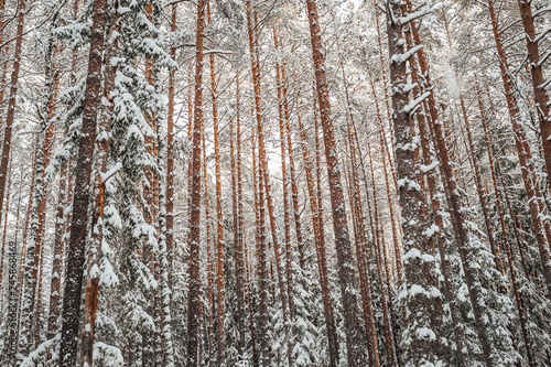 Pine forest in winter  frozen trees covered in snow  Winter in Europe