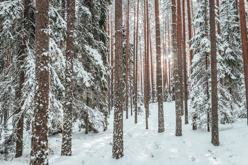 Pine forest in winter, frozen trees covered in snow, Winter in Europe